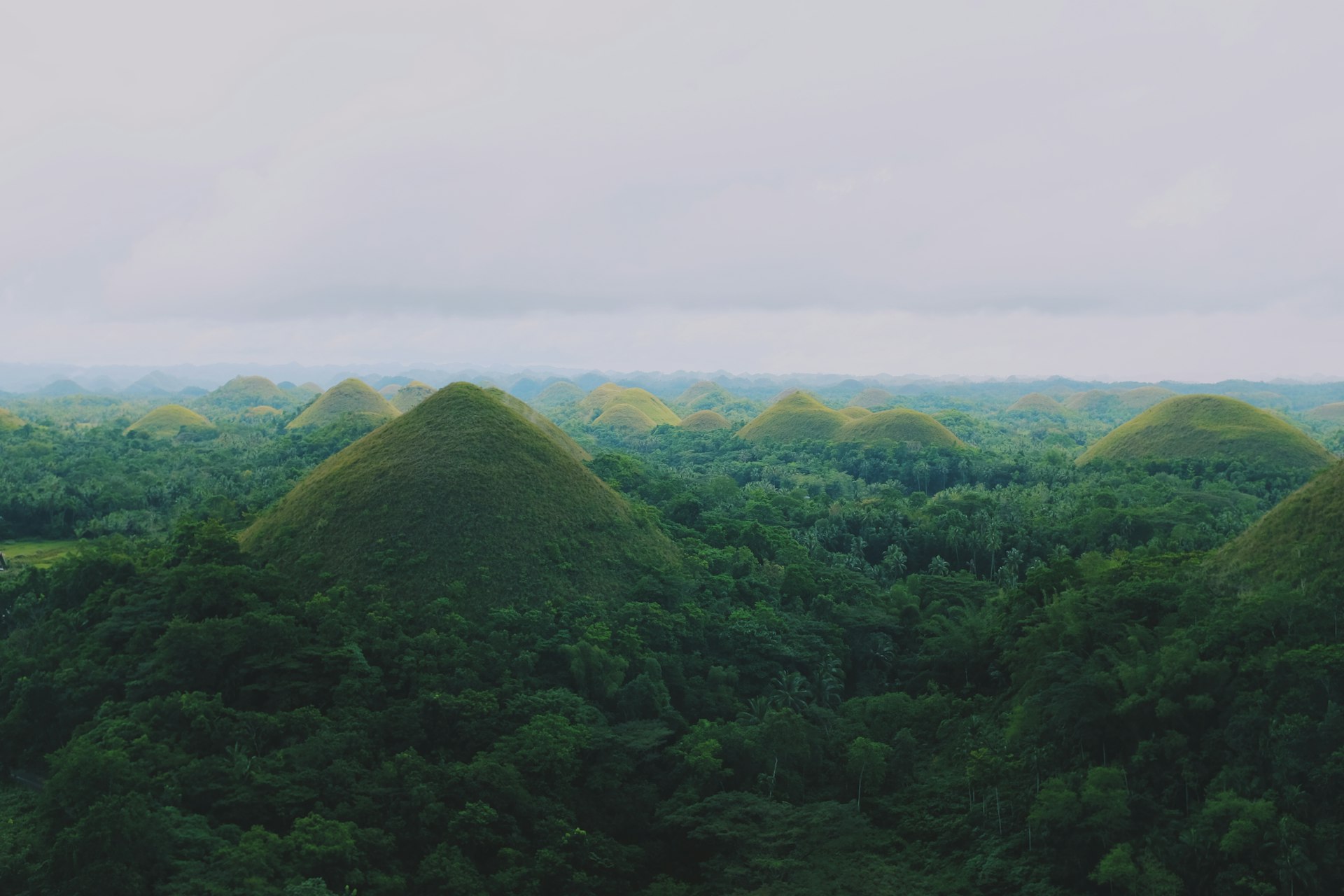 Les Chocolate Hills de Bohol, collines arrondies couvertes de végétation