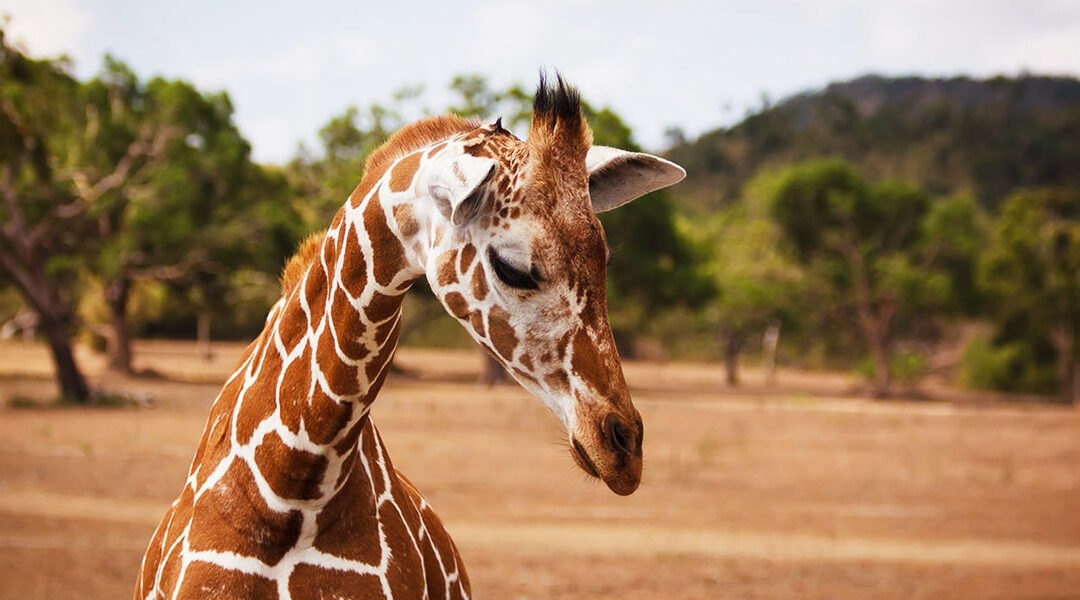 Le sanctuaire animalier de Coron : une réserve africaine à Palawan