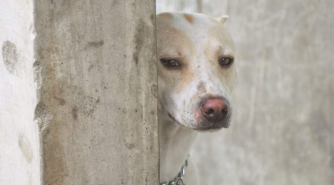 Amener son chien ou son chat à Palawan