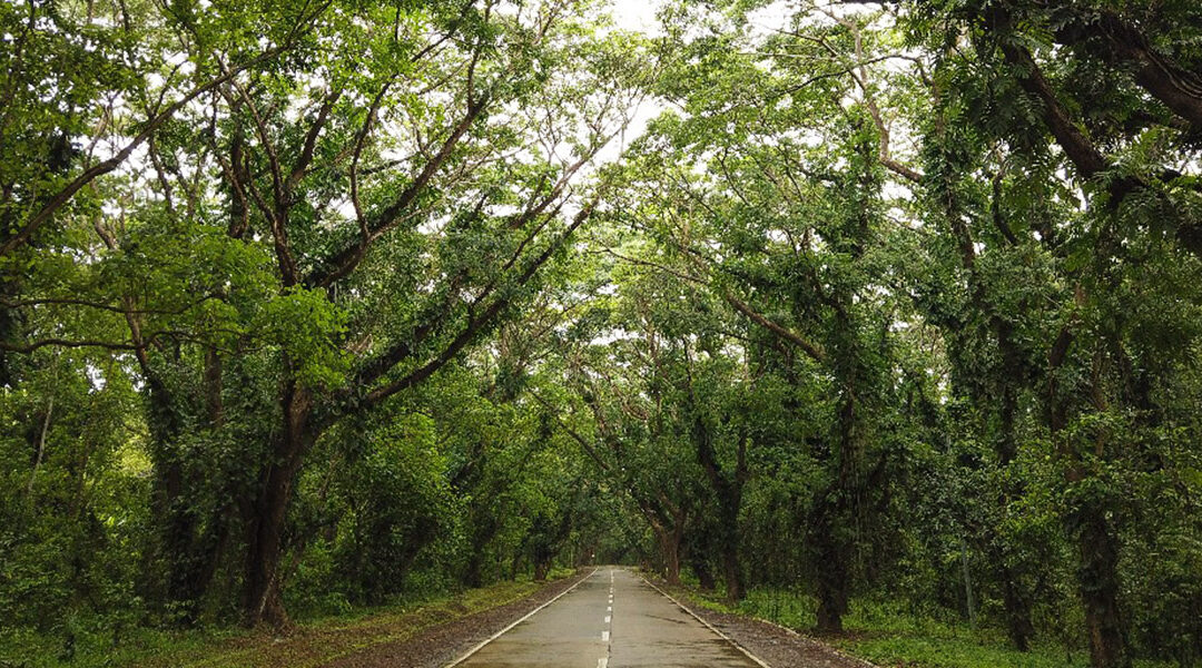 La lutte écologiste des tribus autochtones de Palawan