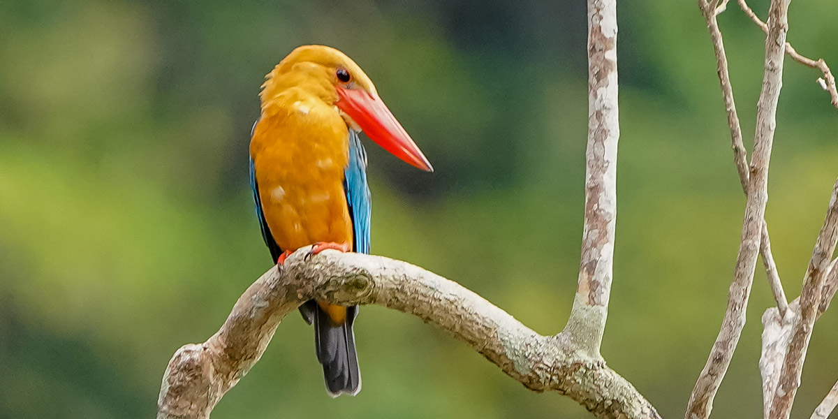 Palawan et biodiversité