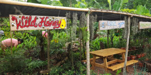 Palawan eco-tourisme