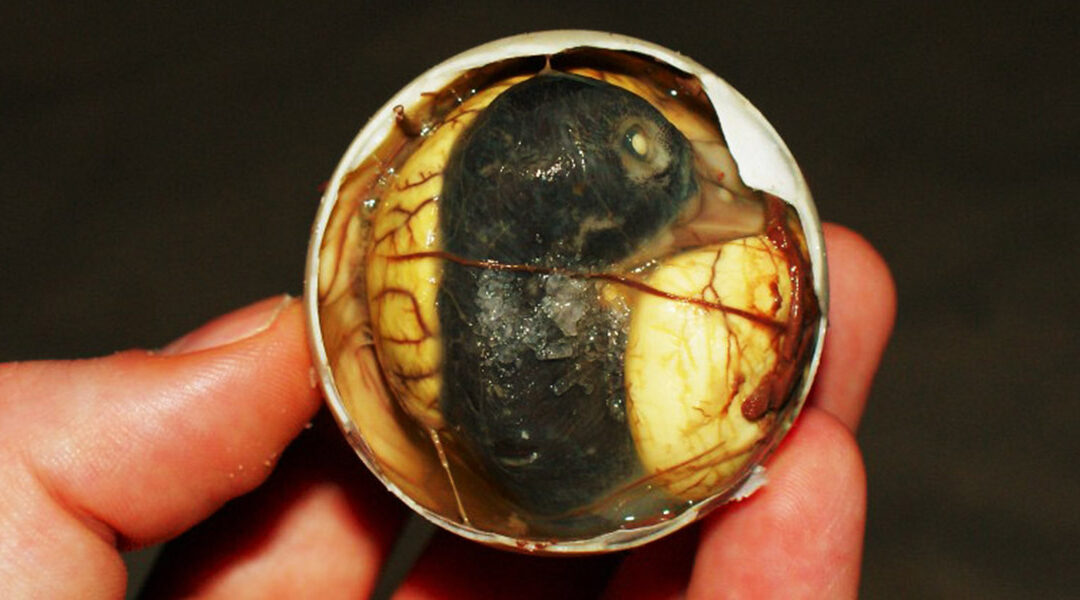 Le Balut : l’aventure culinaire pour les plus courageux !!