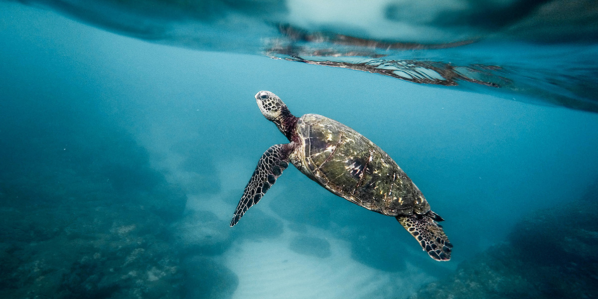 Palawan Port Barton Tortue