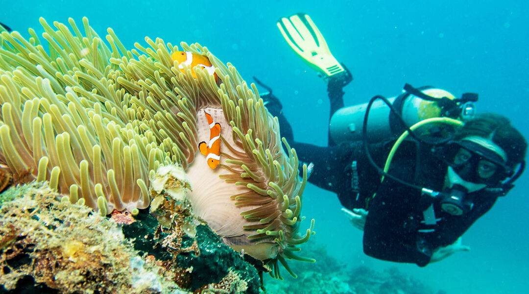 Top 3 des meilleurs spots de plongée à Palawan